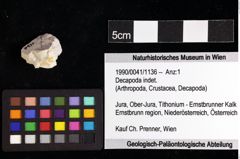 Foto (Objket + Etiketten) von Decapoda indet. 